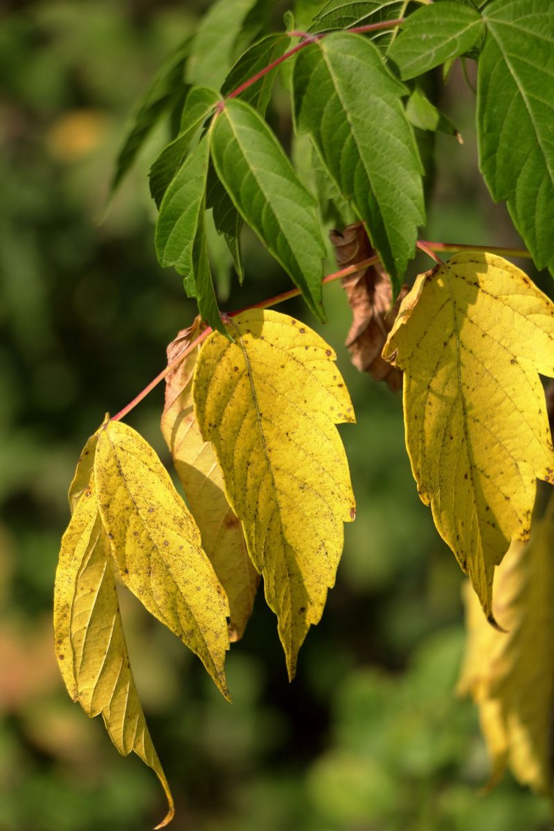 Notice Yellowing Starting From Lower Leaves Notice Yellowing Starting From Lower Leaves