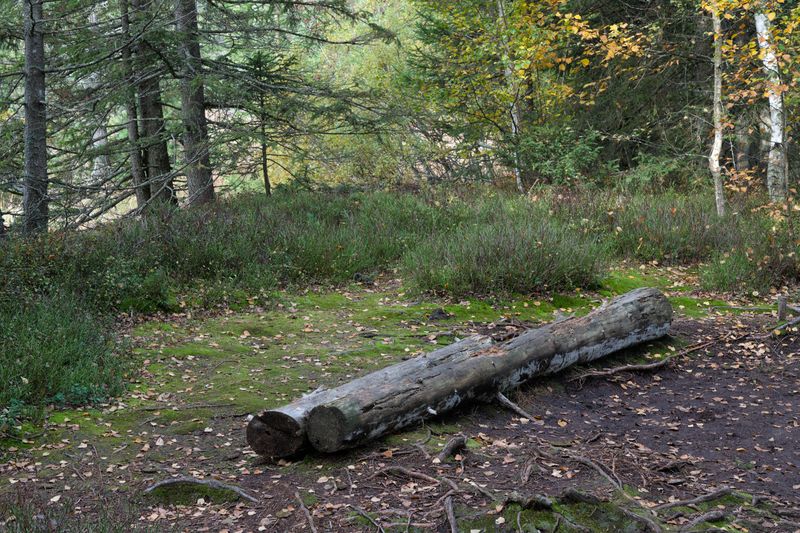Noticing Activity Around Fallen Logs Noticing Activity Around Fallen Logs