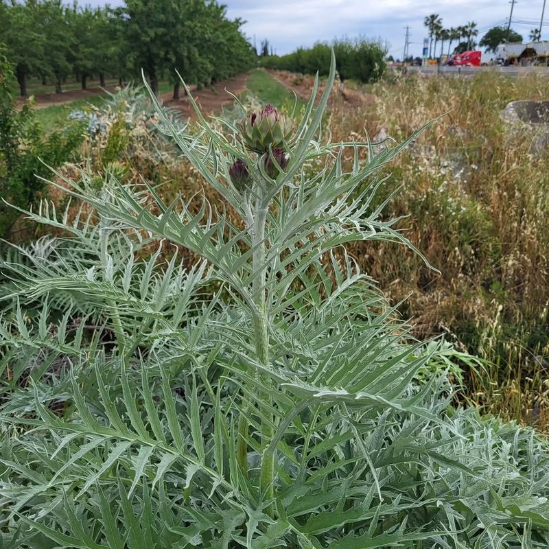 Noxious Weeds Are Treated More Seriously