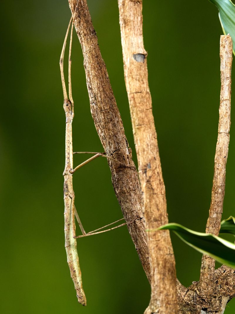 Numerous Walkingsticks And Rapid Leaf Loss Could Signal An Outbreak Numerous Walkingsticks And Rapid Leaf Loss Could Signal An Outbreak