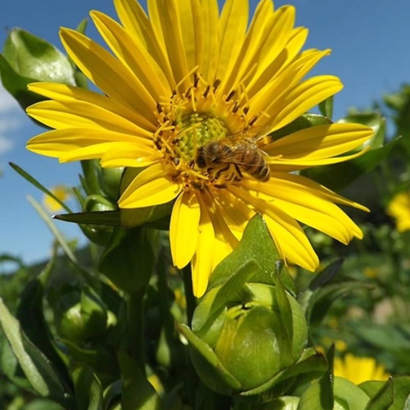 Nursery Grown Plants Are The Responsible Choice