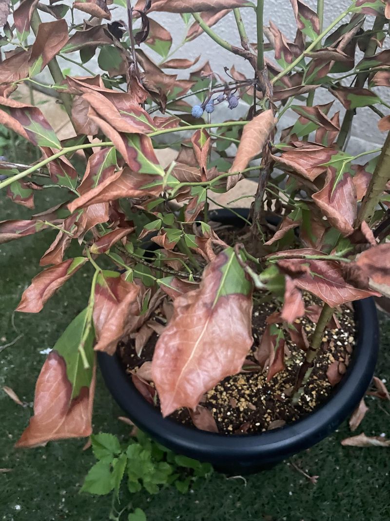 Nutrient Availability May Be Affecting Leaf Color