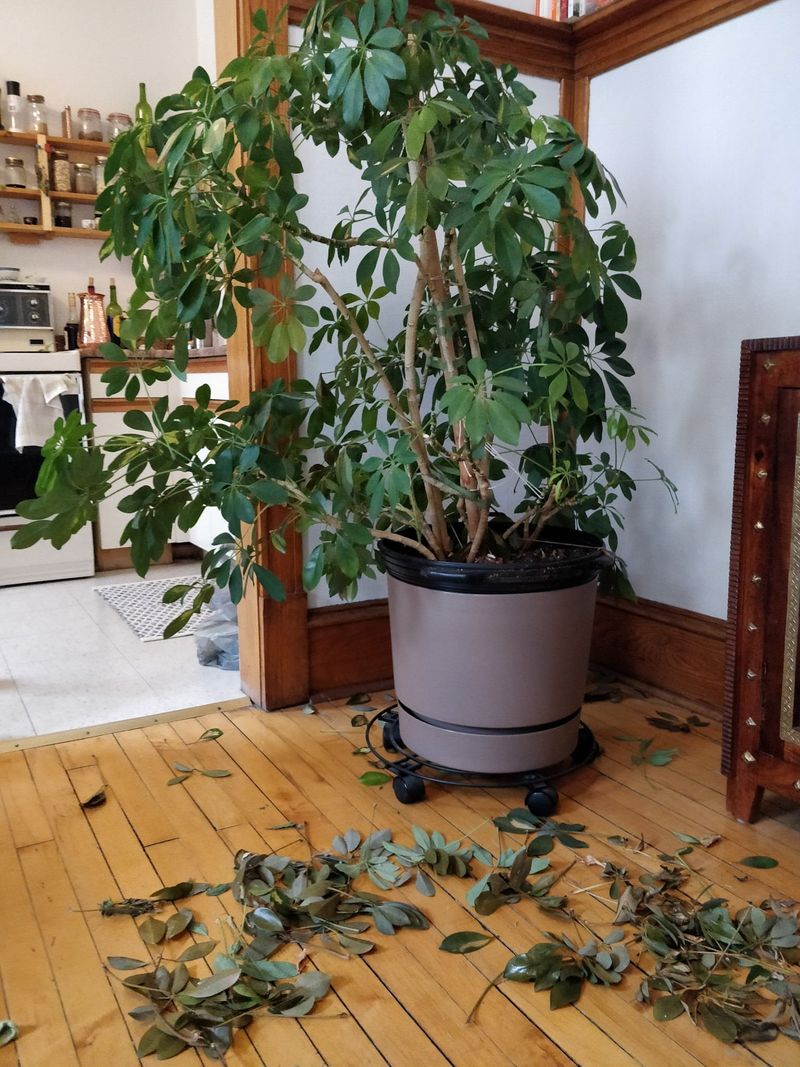 Nutrient Deficiencies Show Up As Leaf Drop