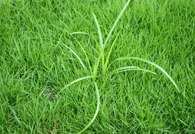 Nutsedge Grows Faster Than Most Lawn Grasses Nutsedge Grows Faster Than Most Lawn Grasses