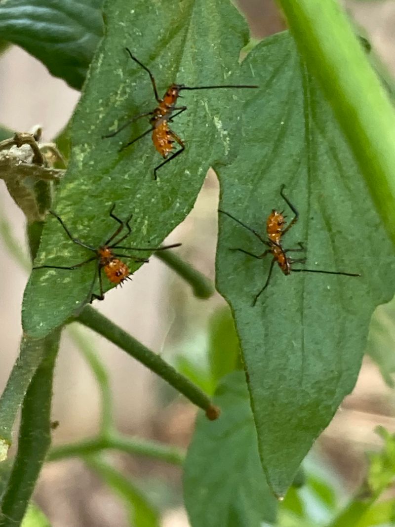 Nymphs Gather In Bright Orange Clusters