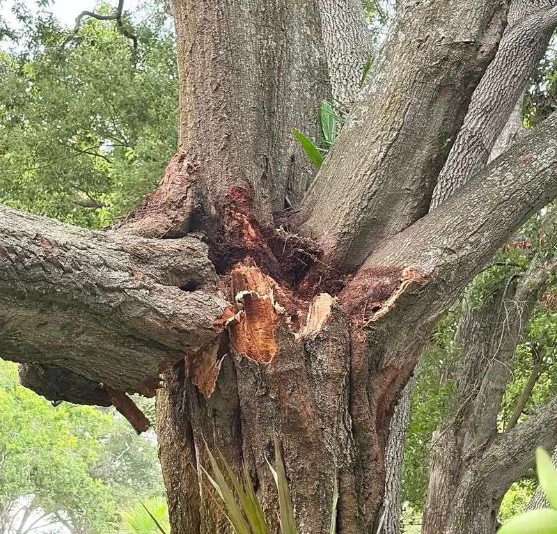 Oak Cleanup Timing Can Make A Big Difference Oak Cleanup Timing Can Make A Big Difference