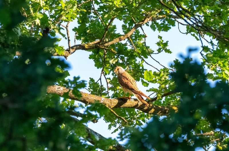 Oak Trees Give Kestrels A Natural Perch