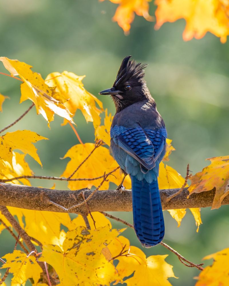 Oak Trees Offer A Favorite Natural Food Oak Trees Offer A Favorite Natural Food