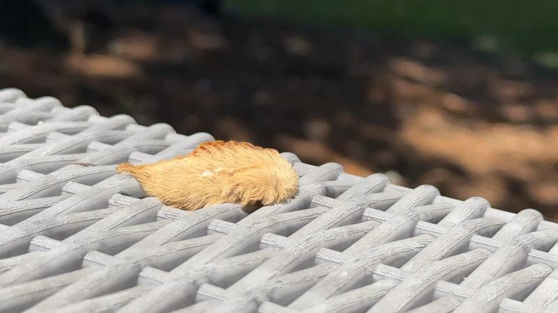 Oak Trees Often Host The Surprise