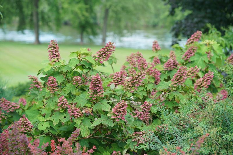 Oakleaf Hydrangea Oakleaf Hydrangea