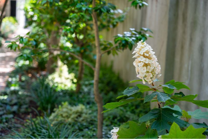 Oakleaf Hydrangea Adds Long Lasting Seasonal Interest Oakleaf Hydrangea Adds Long Lasting Seasonal Interest