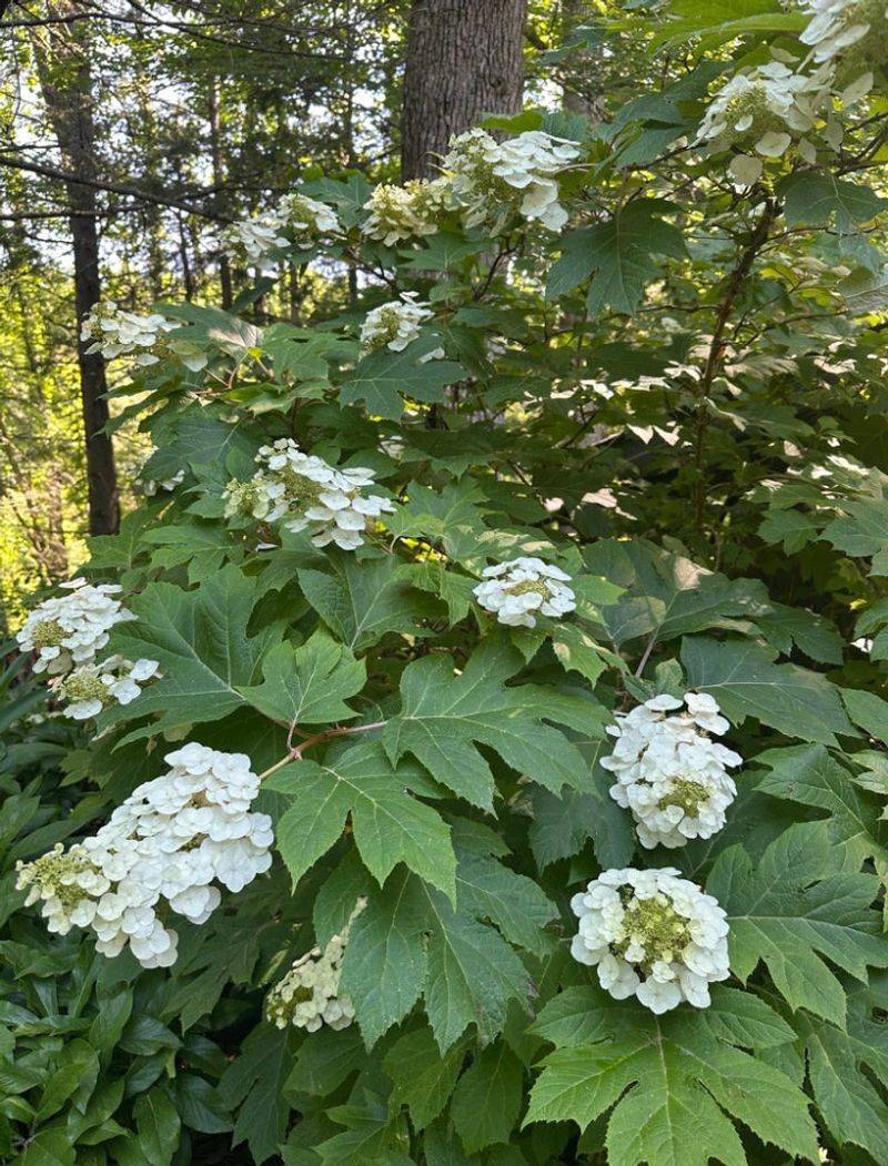 Oakleaf Hydrangea Gives You Four Seasons In One Shrub