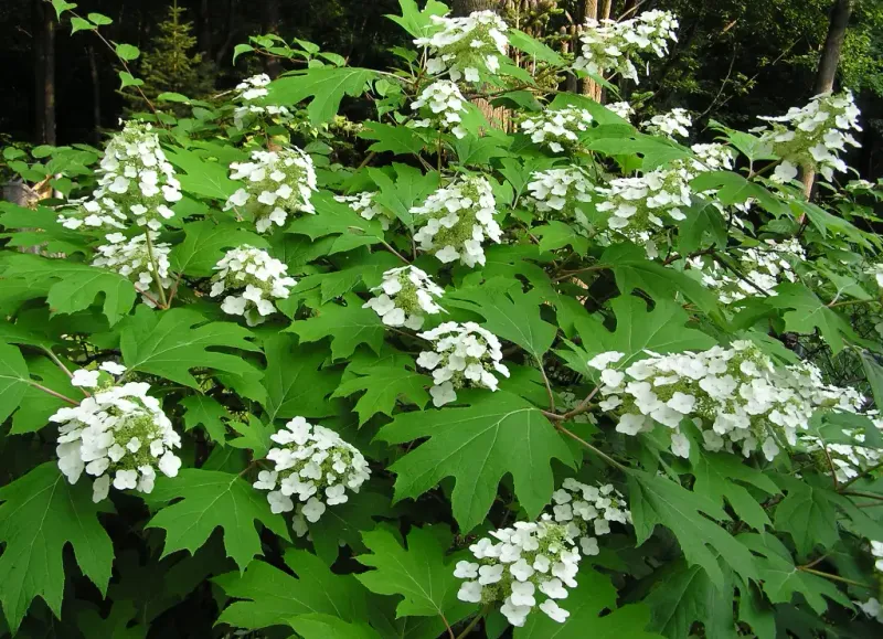 Oakleaf Hydrangeas Also Bloom On Old Wood