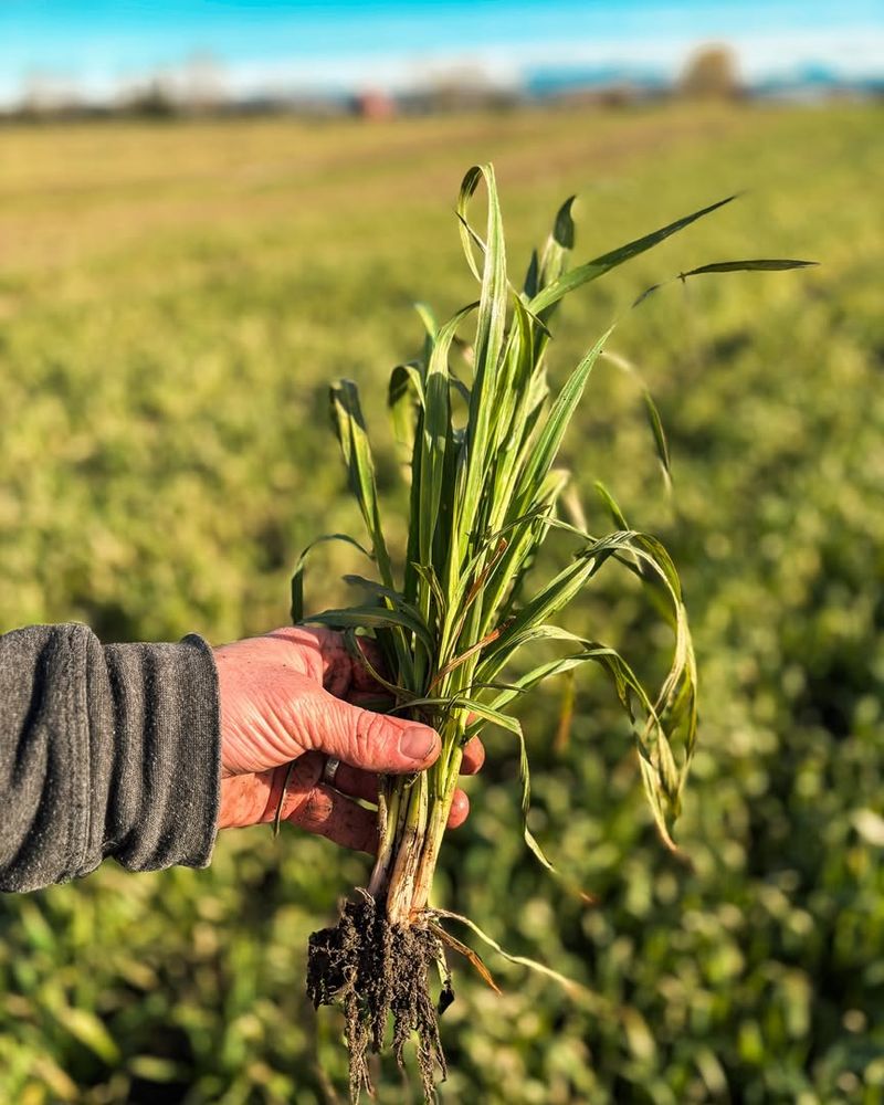 Oats Are The Cover Crop Oats Are The Cover Crop
