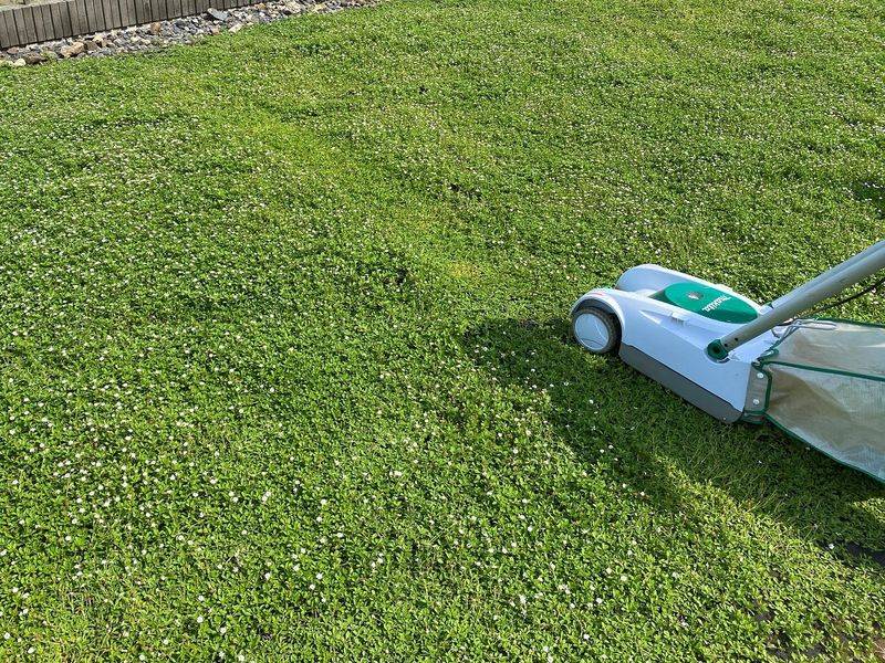Occasional Mowing Keeps It Looking Neat