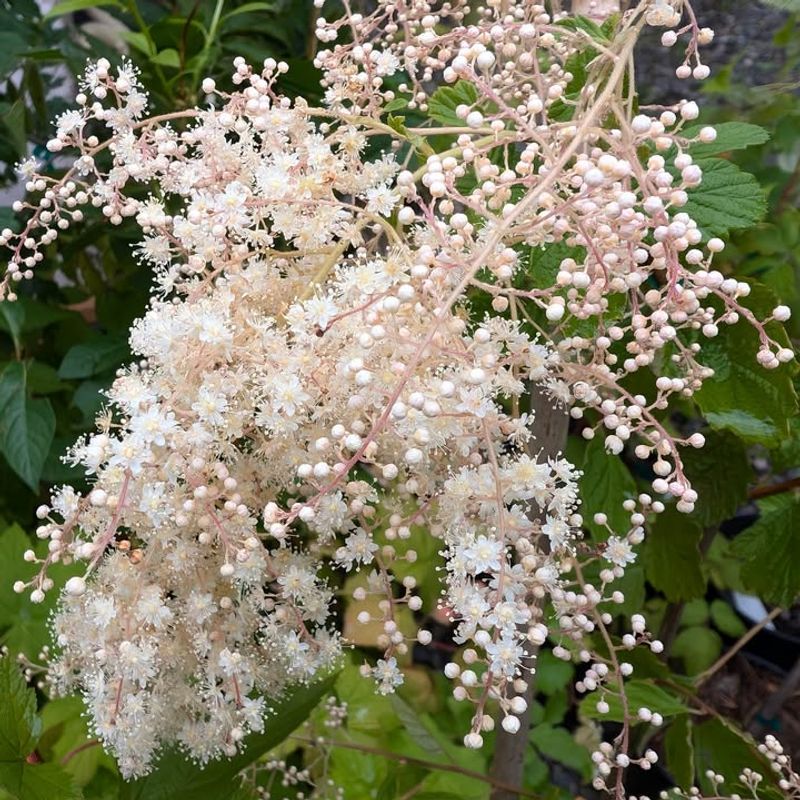 Oceanspray Fits Dry Native Borders