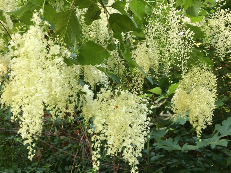 Oceanspray Replaces Butterfly Bush In Dry Borders Oceanspray Replaces Butterfly Bush In Dry Borders