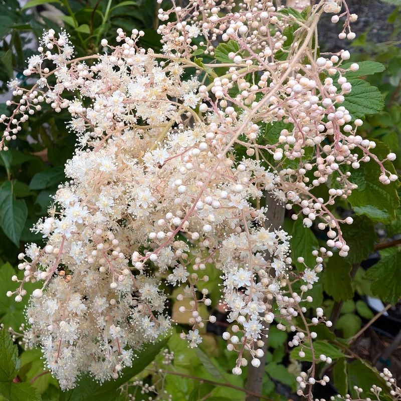 Oceanspray Suits Open Pine Edges
