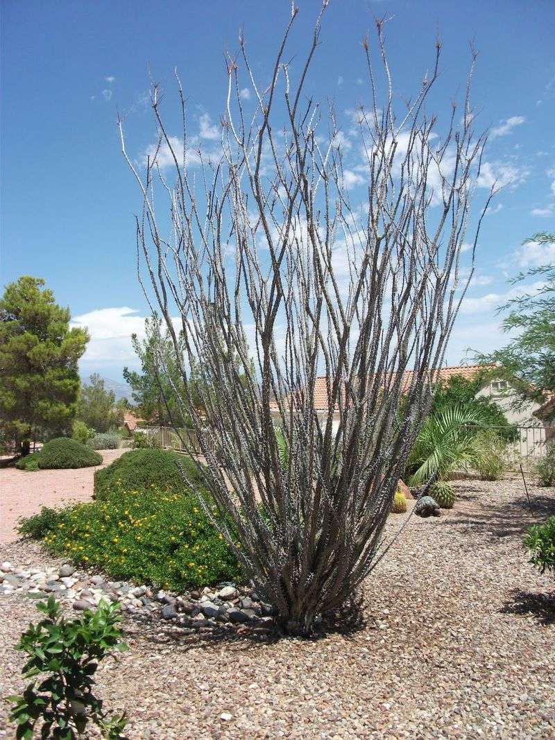 Ocotillo Looks Bare Between Rainy Periods Ocotillo Looks Bare Between Rainy Periods