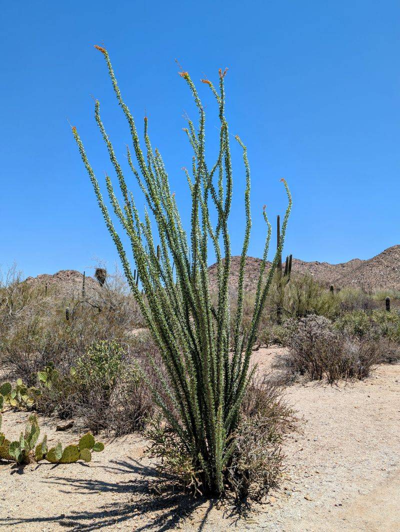 Ocotillo