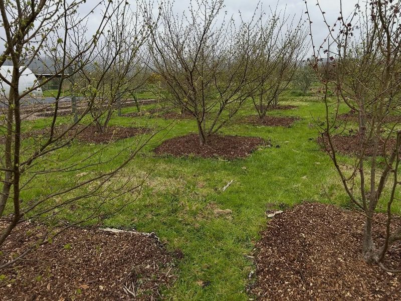 October: Plant And Mulch New Trees October: Plant And Mulch New Trees