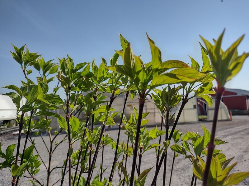 Octoraro Native Plant Nursery Goes Big Octoraro Native Plant Nursery Goes Big