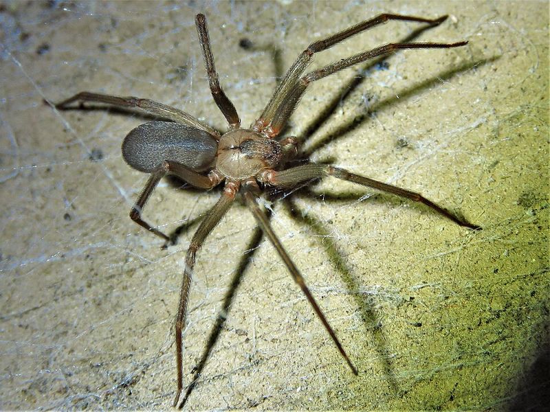 Off-White Color Unlike Other Common Webs Off-White Color Unlike Other Common Webs