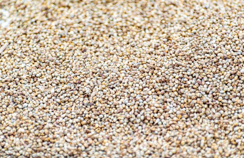 Offer White Millet In Low Feeders Offer White Millet In Low Feeders