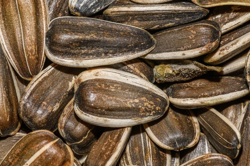 Offering The Wrong Type Of Seed