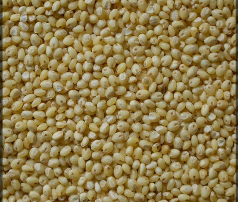 Offering White Proso Millet In Feeders Offering White Proso Millet In Feeders
