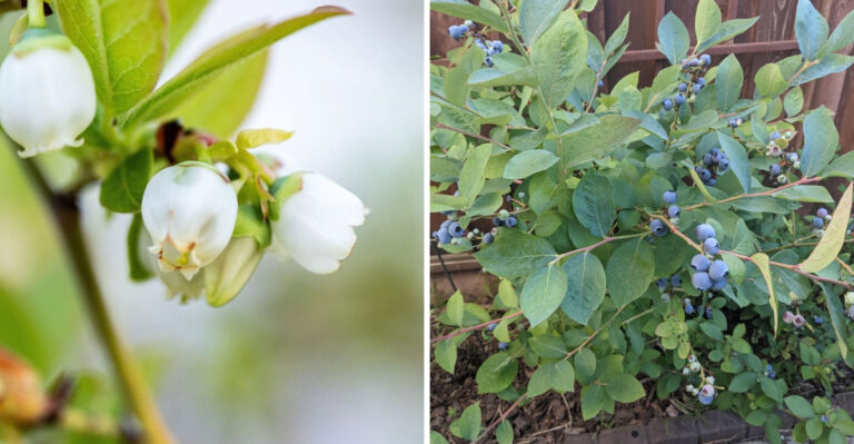 Ohio Blueberries Need This After Harvest For A Better Crop Next Year