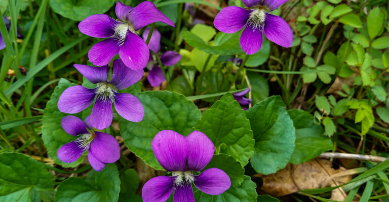 violet flowers