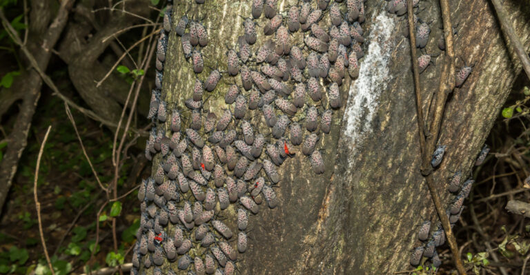 spotted lanternfly