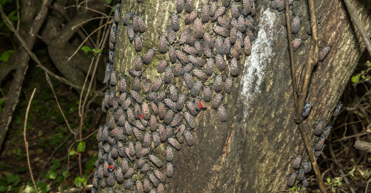 spotted lanternfly
