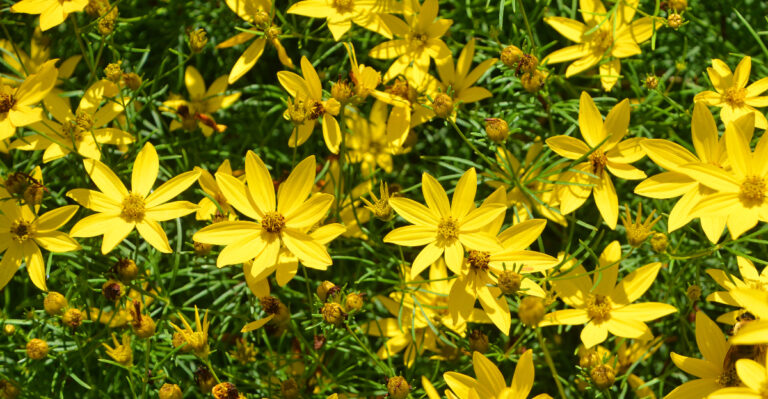 Coreopsis verticillata