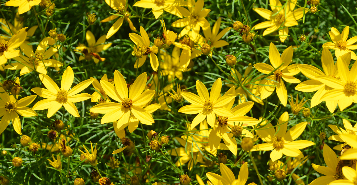 Coreopsis verticillata