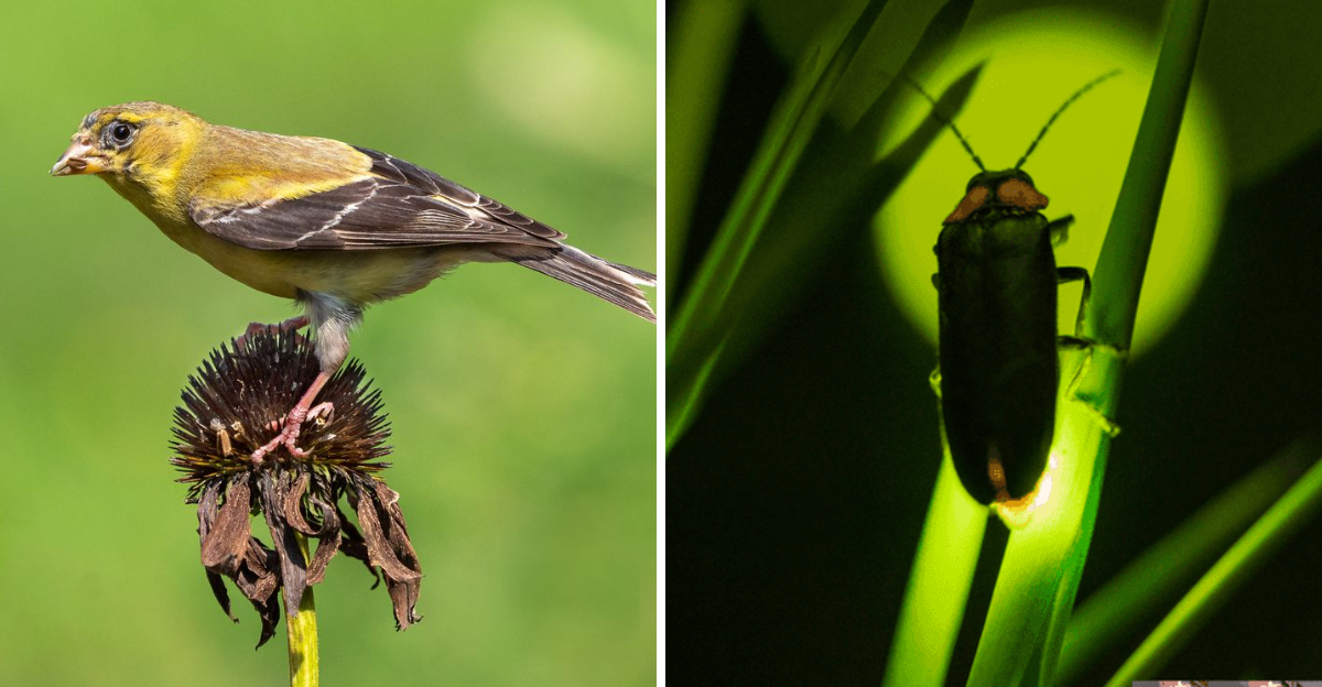 goldfinch and firefly
