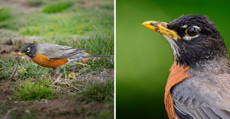 Ohio Robins Pick Their Worm Spots On Purpose And Your Lawn Is Giving Them Very Clear Signals