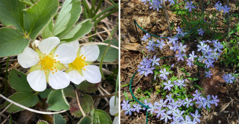 Ohio Slopes Do Not Need English Ivy, These Native Plants Do The Job And Then Some