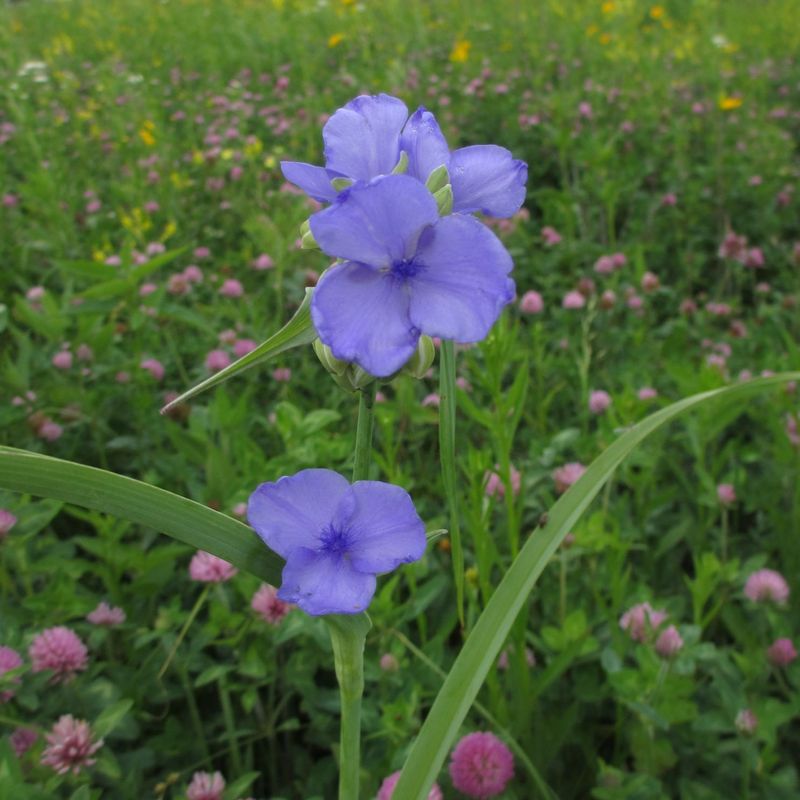 Ohio Spiderwort