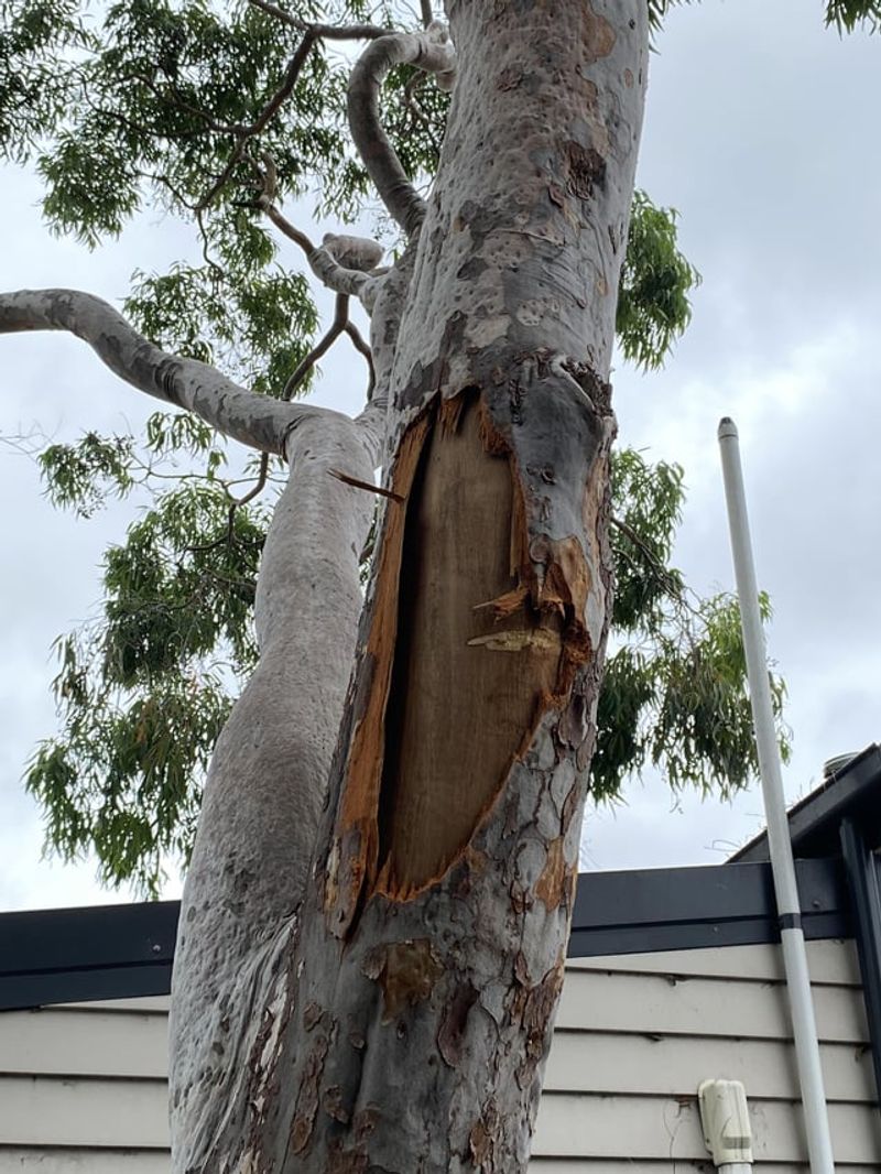 Oily Bark Strips Create A Natural Fire Ladder