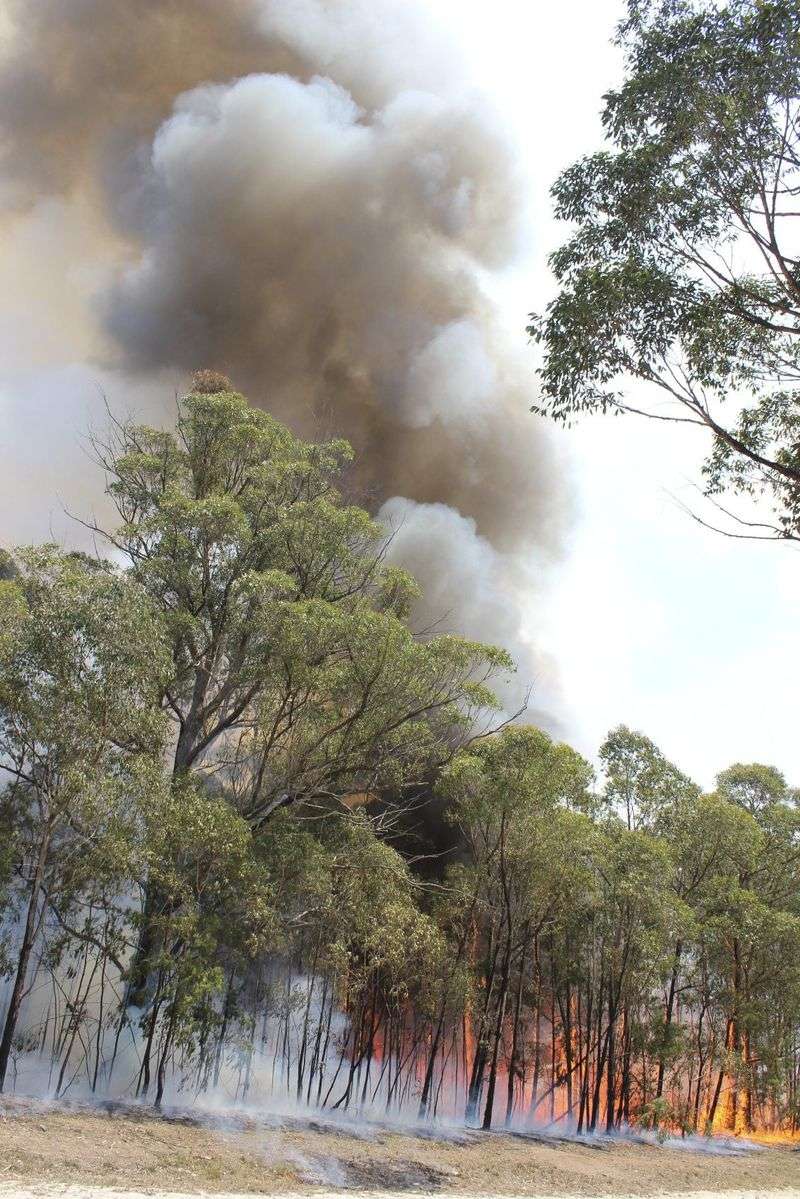 Oily Foliage Raises Fire Concerns Oily Foliage Raises Fire Concerns