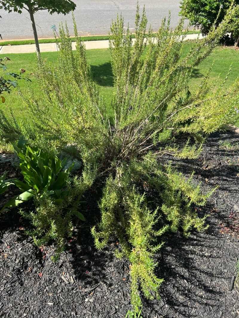 Oily Leaves Make It Riskier Near Walls
