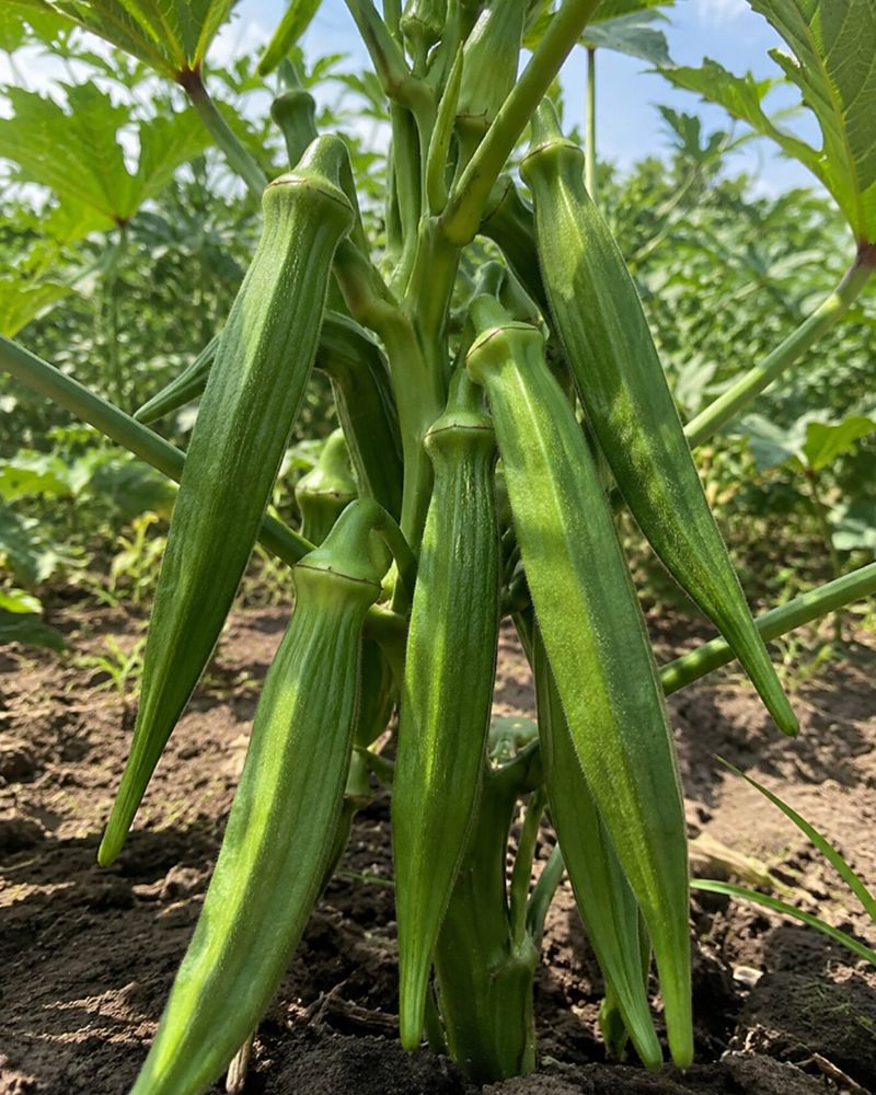 Okra Delivers Heavy Harvests In Raised Beds Okra Delivers Heavy Harvests In Raised Beds