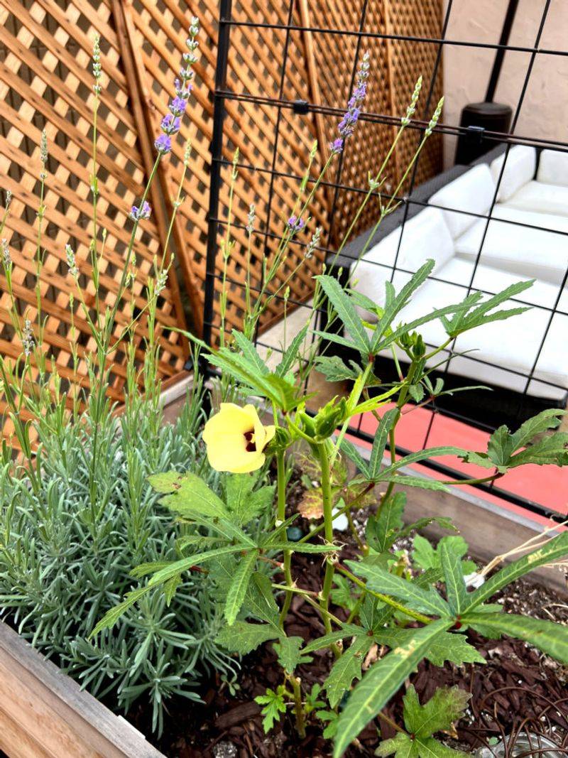 Okra Keeps Harvests Going Through August Okra Keeps Harvests Going Through August