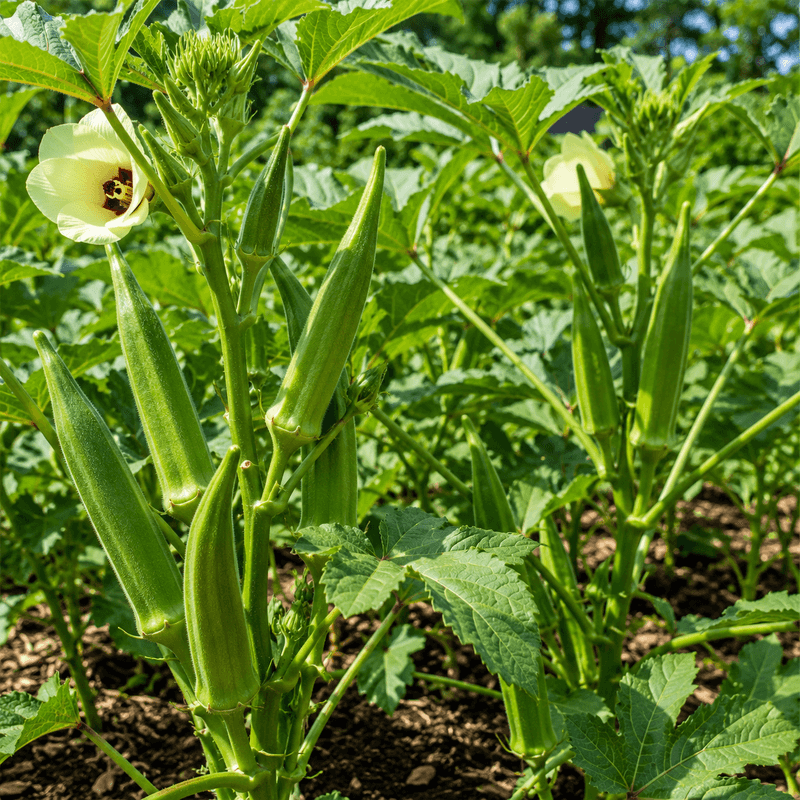 Okra Loves Georgia Summer Heat Okra Loves Georgia Summer Heat
