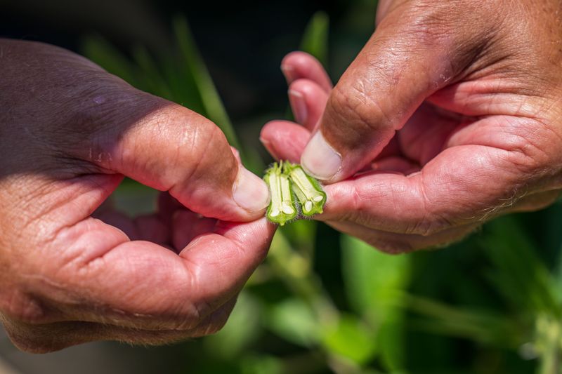 Okra Needs Frequent Harvesting In Mississippi's Heat