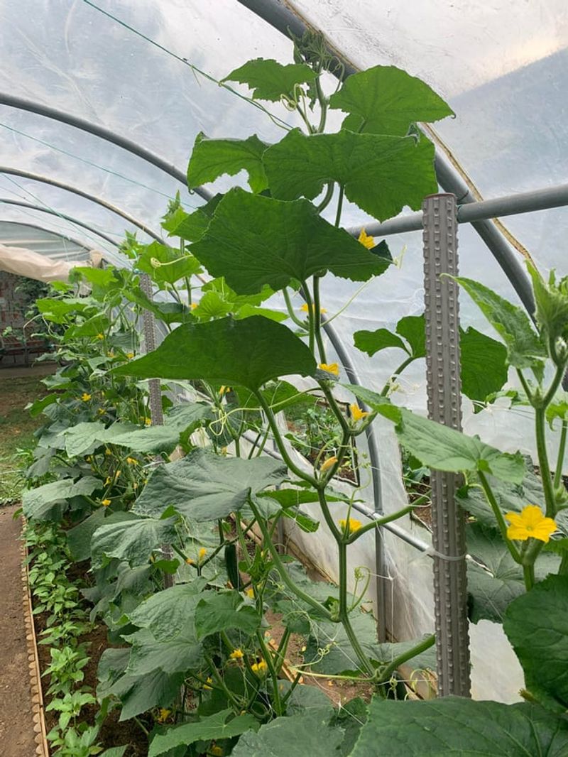 Old Age Reduces A Plant's Natural Yield