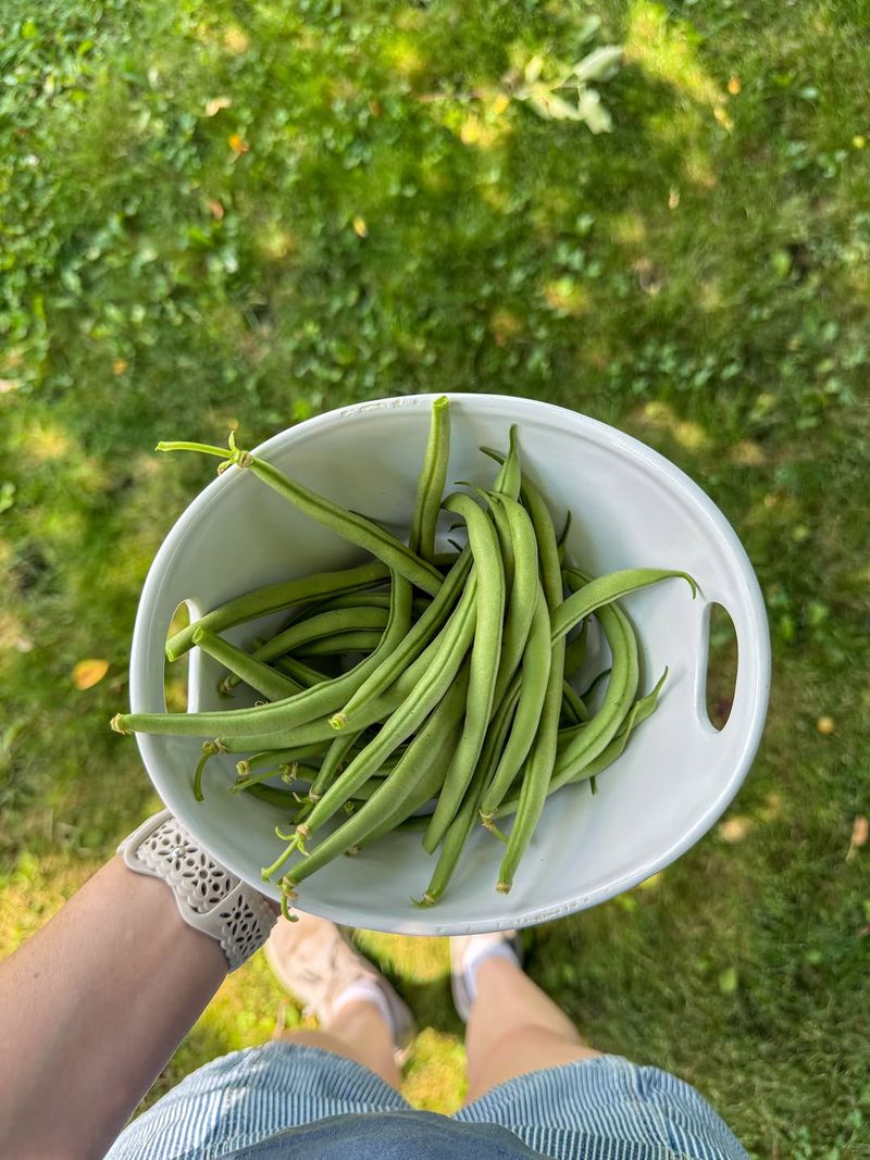 Old Beans Stop Producing Without Picking