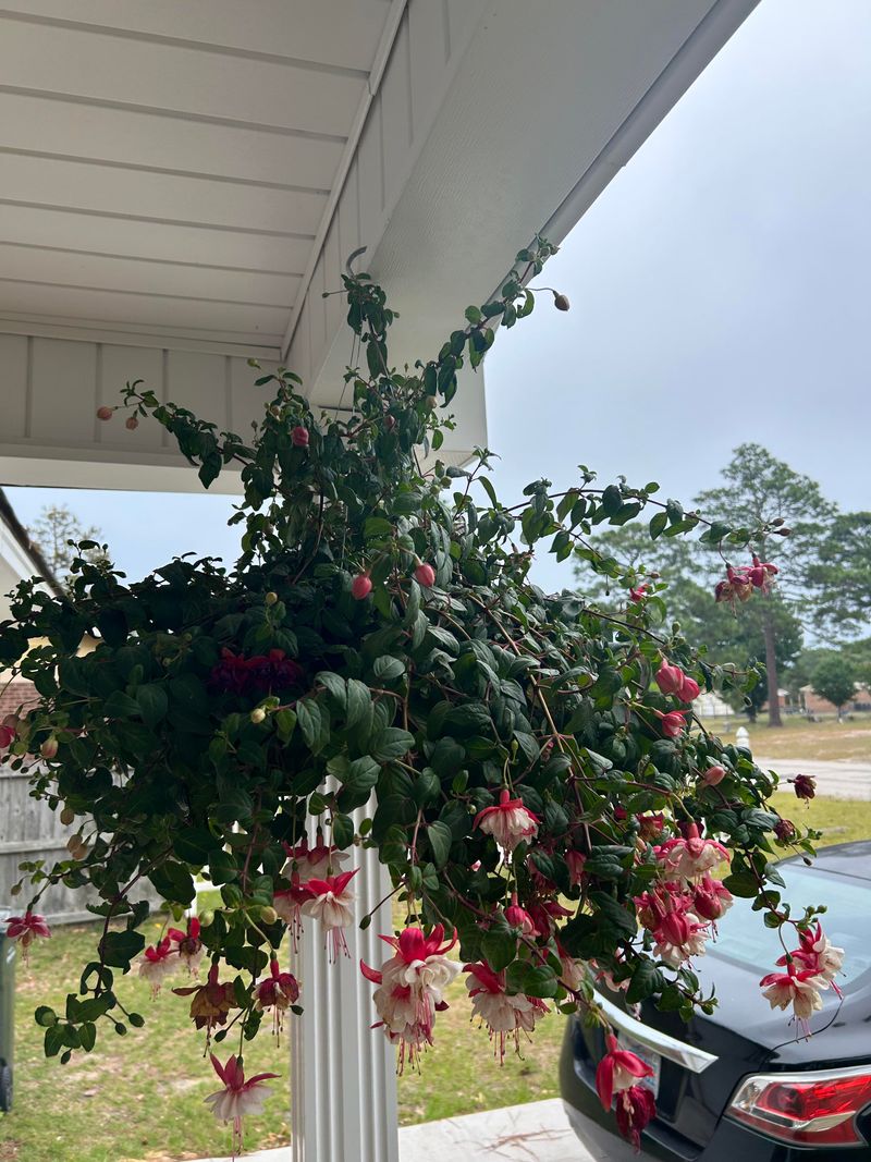 Old Blooms Keep Plants From Reblooming Old Blooms Keep Plants From Reblooming